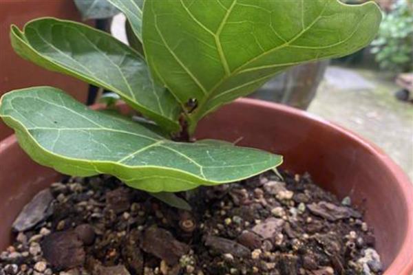 琴叶榕的叶插方法，涂抹生根粉后再插入土壤中