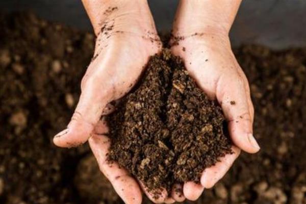 琴叶榕的叶插方法，涂抹生根粉后再插入土壤中