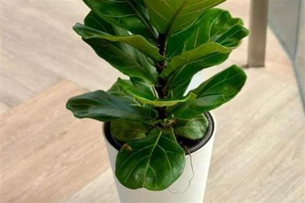 琴叶榕的叶插方法，涂抹生根粉后再插入土壤中