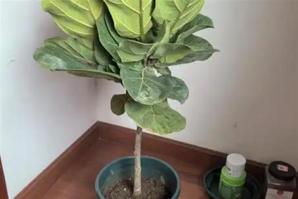 琴叶榕的叶插方法，涂抹生根粉后再插入土壤中
