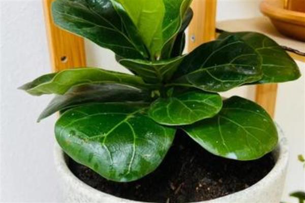 琴叶榕的叶插方法，涂抹生根粉后再插入土壤中