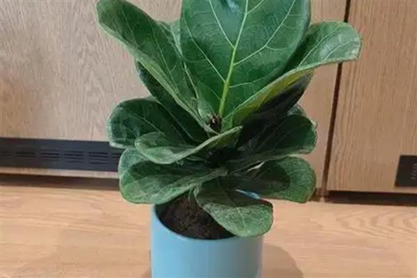 琴叶榕的叶插方法，涂抹生根粉后再插入土壤中