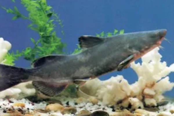 长吻鮠的简介，属于鲿科、鮠属鱼类