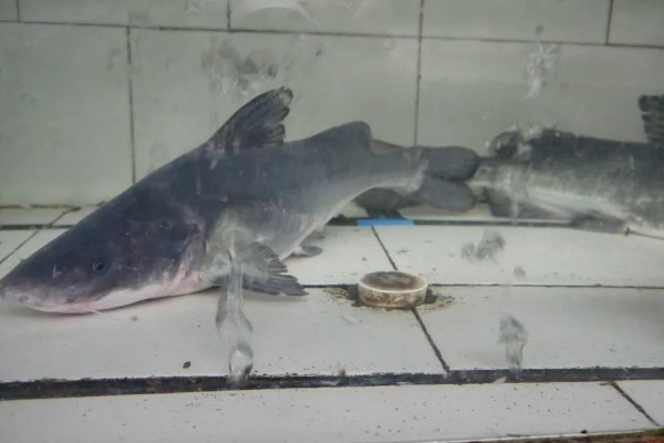 长吻鮠的简介，属于鲿科、鮠属鱼类