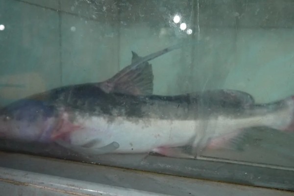 长吻鮠的简介，属于鲿科、鮠属鱼类