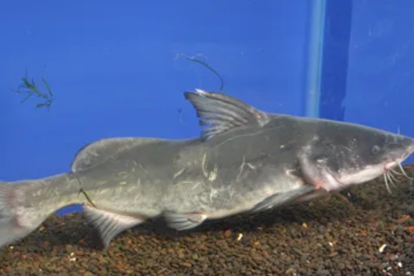 长吻鮠的简介，属于鲿科、鮠属鱼类