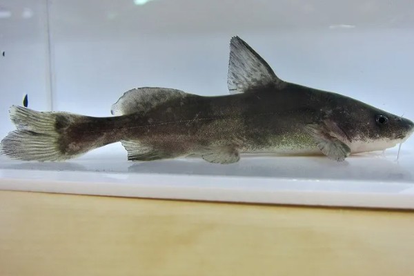 长吻鮠的简介，属于鲿科、鮠属鱼类