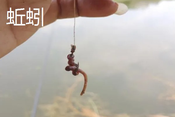 长吻鮠的简介，属于鲿科、鮠属鱼类