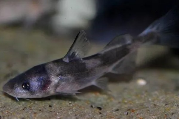 长吻鮠的简介，属于鲿科、鮠属鱼类