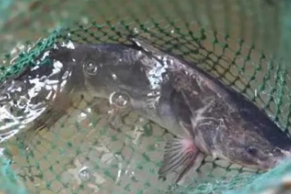 长吻鮠的简介，属于鲿科、鮠属鱼类