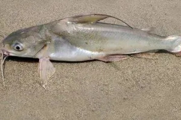 长吻鮠的简介，属于鲿科、鮠属鱼类