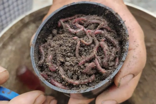 长吻鮠的简介，属于鲿科、鮠属鱼类