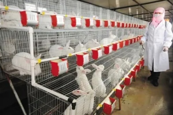 獭兔的防疫管理方法，首先要保持笼舍的干净