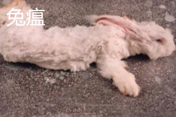 獭兔的防疫管理方法，首先要保持笼舍的干净