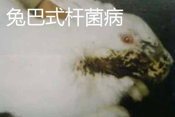 獭兔的防疫管理方法，首先要保持笼舍的干净