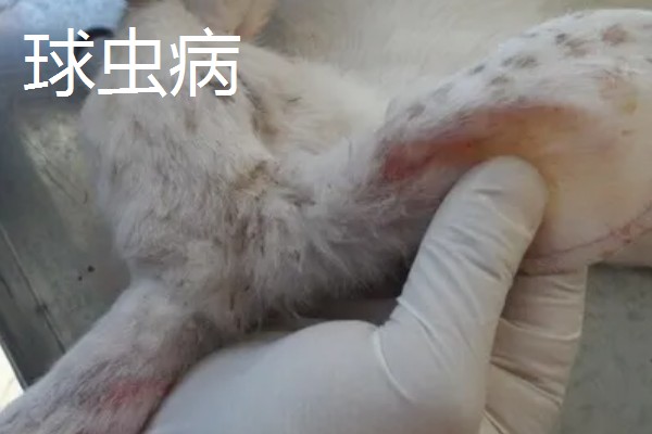 獭兔的防疫管理方法，首先要保持笼舍的干净