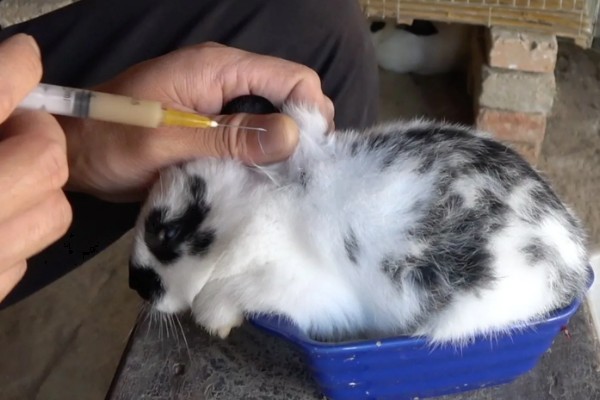 獭兔的防疫管理方法，首先要保持笼舍的干净