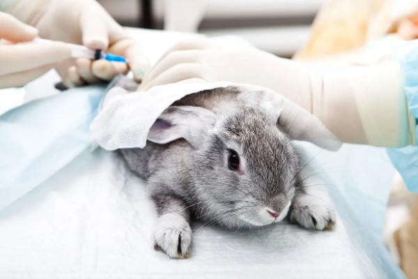 獭兔的防疫管理方法，首先要保持笼舍的干净