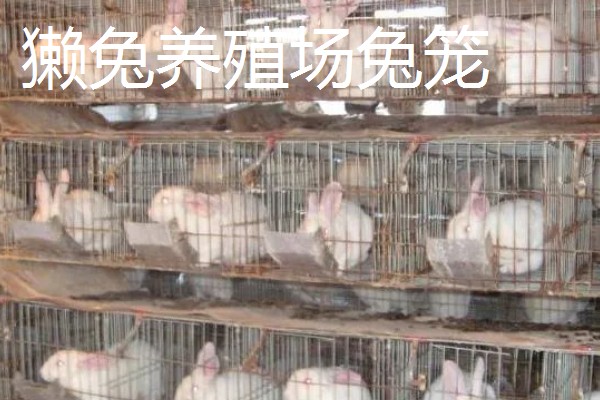 獭兔的防疫管理方法，首先要保持笼舍的干净