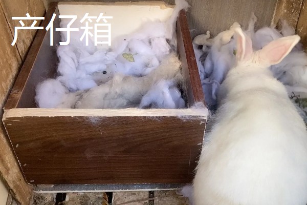 獭兔的防疫管理方法，首先要保持笼舍的干净