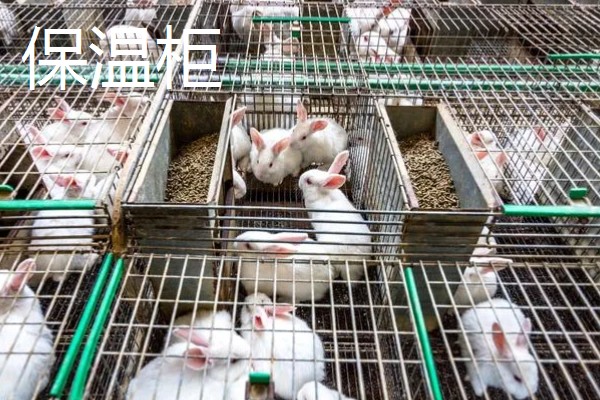 獭兔的防疫管理方法，首先要保持笼舍的干净