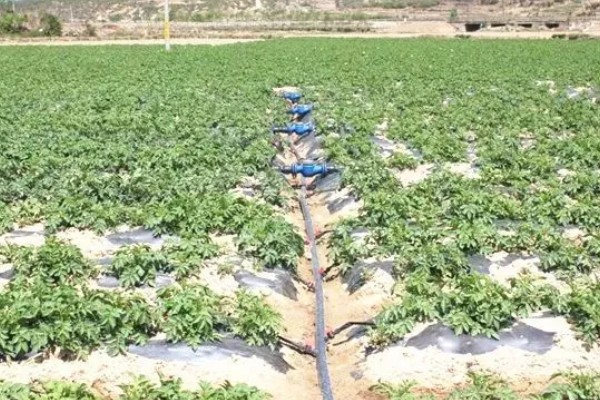 冬马铃薯怎么防寒，使用热性肥料可以提高地温