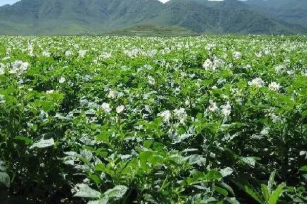 冬马铃薯怎么防寒，使用热性肥料可以提高地温