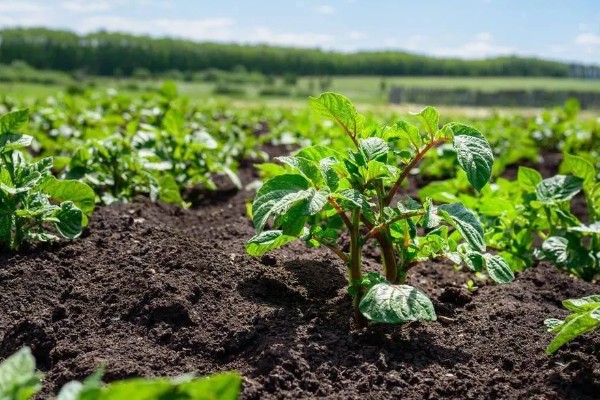 冬马铃薯怎么防寒，使用热性肥料可以提高地温