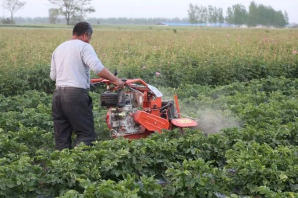 冬马铃薯怎么防寒，使用热性肥料可以提高地温