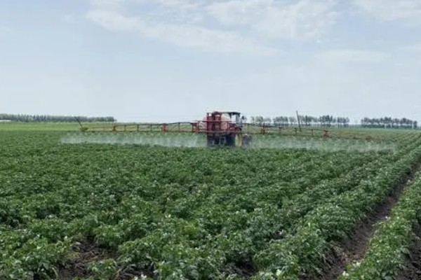 冬马铃薯怎么防寒，使用热性肥料可以提高地温