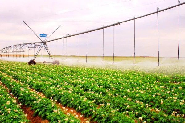 冬马铃薯怎么防寒，使用热性肥料可以提高地温