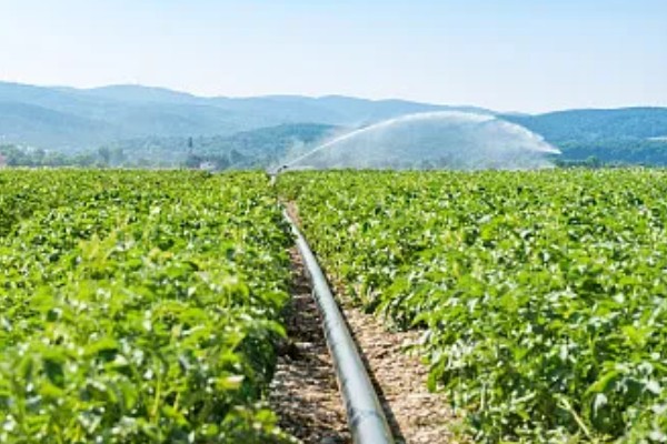 冬马铃薯怎么防寒，使用热性肥料可以提高地温