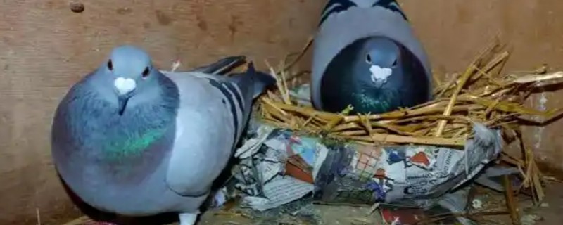 鸽子缺钙站不起来怎么处理,准备钙片帮助它们快速补钙