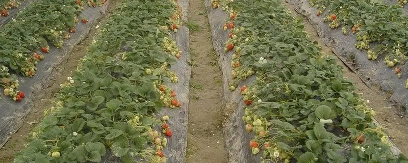 草莓花果期的管理方法，每年要进行3-4次摘茎