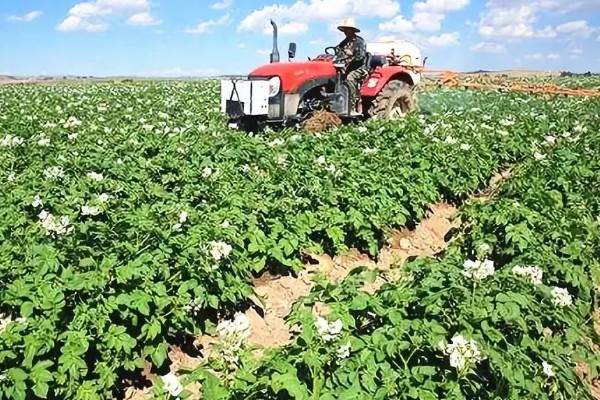冬马铃薯怎么防寒，使用热性肥料可以提高地温