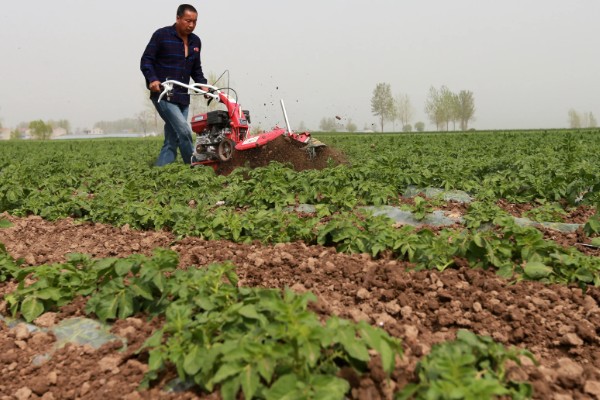 冬马铃薯怎么防寒，使用热性肥料可以提高地温