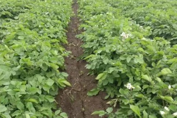 冬马铃薯怎么防寒，使用热性肥料可以提高地温