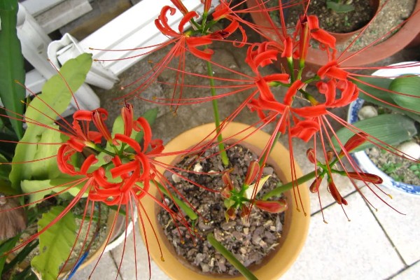 彼岸花的种植方法,适合在微酸性土壤种植