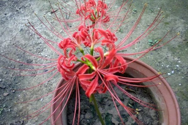 彼岸花的种植方法,适合在微酸性土壤种植