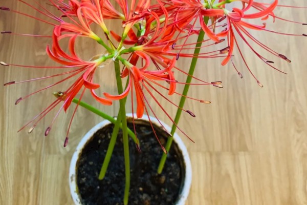 彼岸花的种植方法,适合在微酸性土壤种植