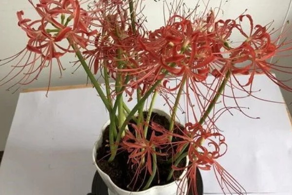 彼岸花的种植方法,适合在微酸性土壤种植