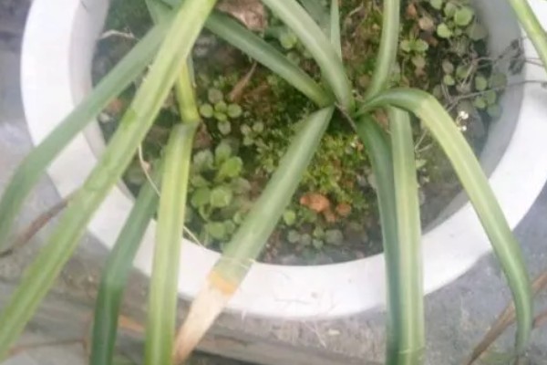 彼岸花的种植方法,适合在微酸性土壤种植