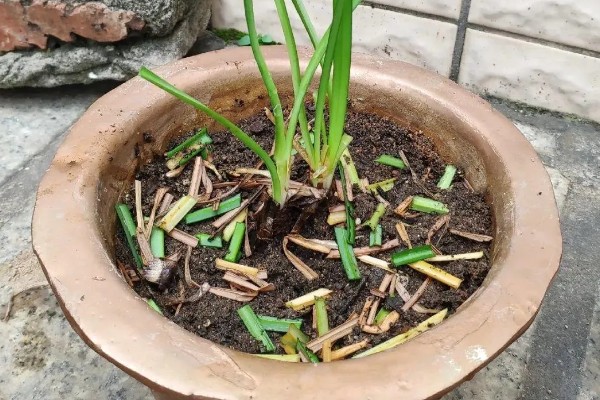 彼岸花的种植方法,适合在微酸性土壤种植