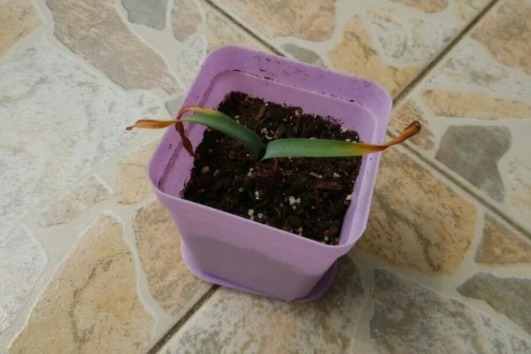 彼岸花的种植方法,适合在微酸性土壤种植