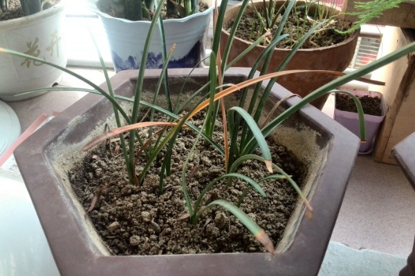 彼岸花的种植方法,适合在微酸性土壤种植