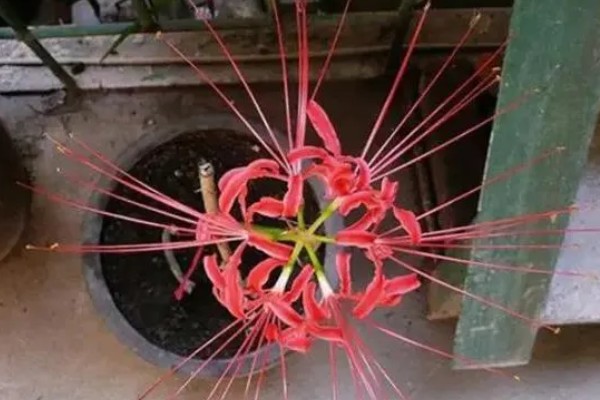 彼岸花的种植方法,适合在微酸性土壤种植