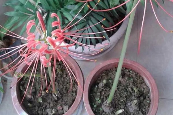 彼岸花的种植方法,适合在微酸性土壤种植