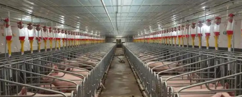 养猪大棚如何建设，选择水源干净充足的地方