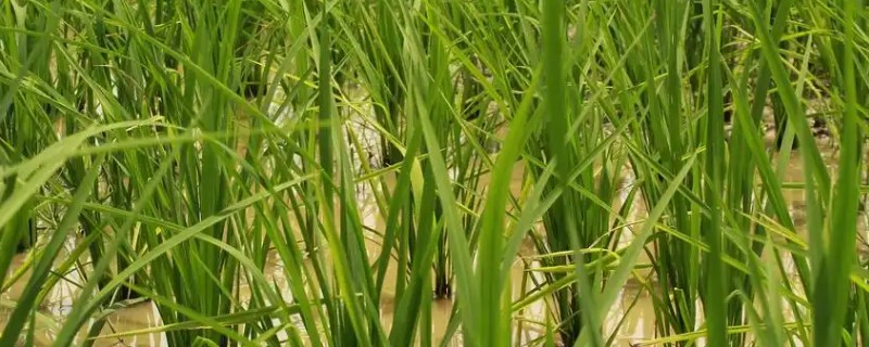 水稻心叶卷曲是哪种病，多是由于患上了水稻立枯病
