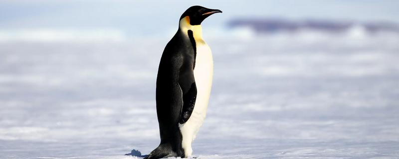 企鹅吃什么，主要以南极磷虾为食